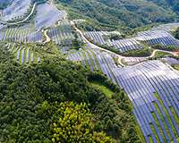 Große Solaranlage in einem chinesischen Wald